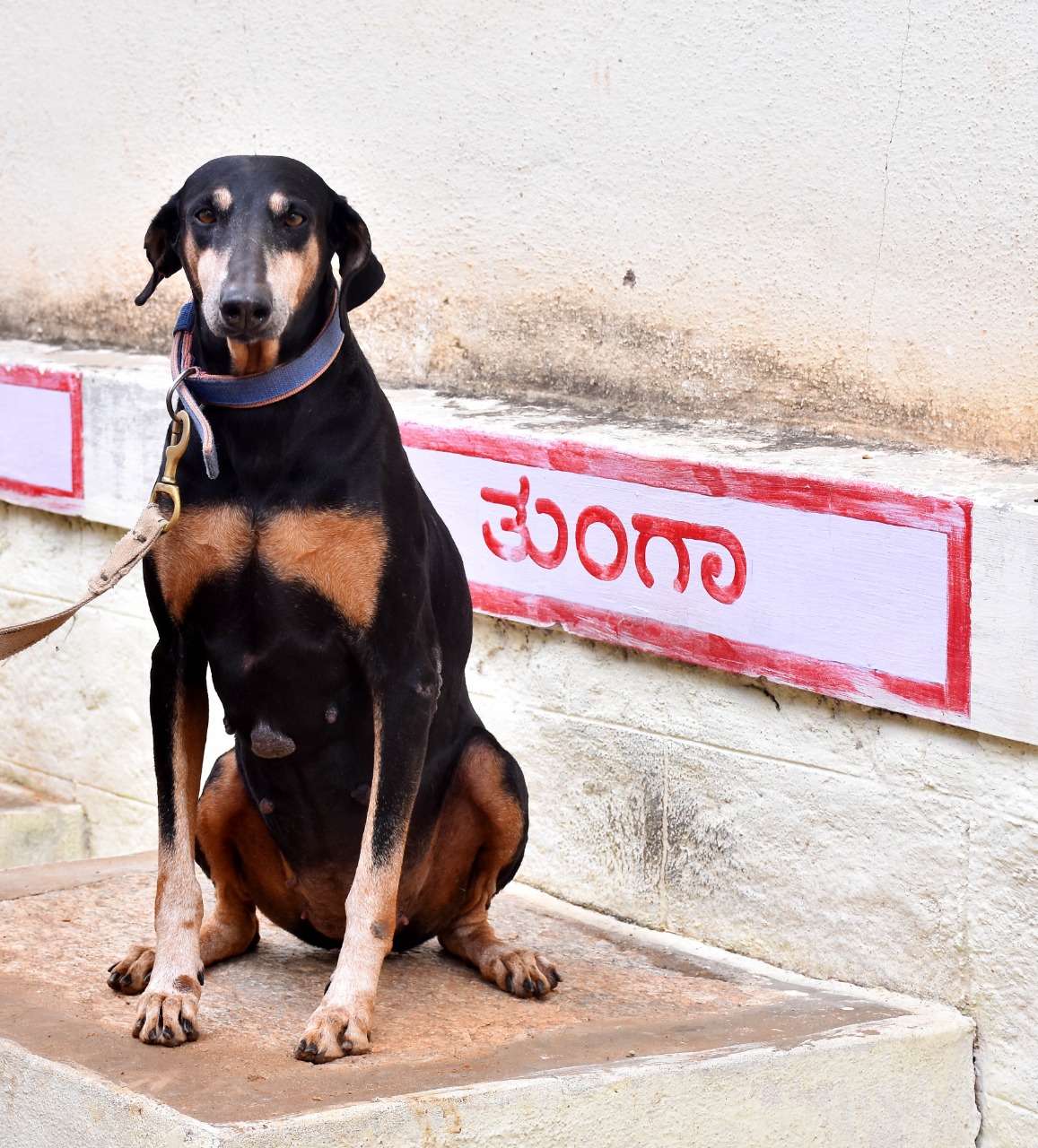 ಅಪರಾಧ ಪ್ರಕರಣ ಪತ್ತೆಯಲ್ಲಿ ನೆರವಾಗುತ್ತಿದ್ದ ‘ತುಂಗಾ’ಕ್ಕೆ ಜಿಲ್ಲಾ ಪೊಲೀಸ್ ನಿಂದ ಭಾವಪೂರ್ಣ ಶ್ರದ್ಧಾಂಜಲಿ